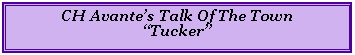Text Box: CH Avantes Talk Of The TownTucker